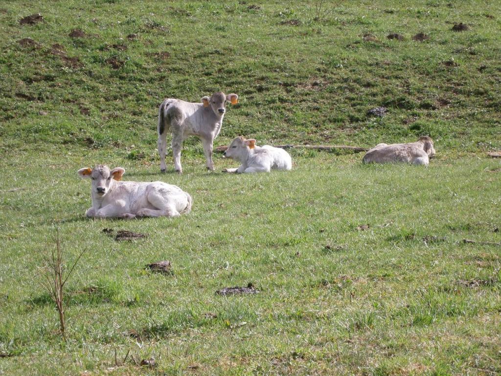 Turisme Rural Lo Palle De Cal Bosch Llagunes Exterior foto